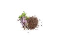 Red cabbage microgreen on a white background isolate. Selective focus. Royalty Free Stock Photo