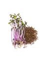 Red cabbage microgreen on a white background isolate. Selective focus. Royalty Free Stock Photo