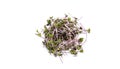 Red cabbage microgreen on a white background isolate. Selective focus. Royalty Free Stock Photo