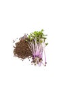 Red cabbage microgreen on a white background isolate. Selective focus. Royalty Free Stock Photo