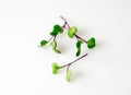 Red cabbage microgreens arranged on a white background with copy space