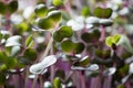 Red cabbage microgreens grown indoors, five days old Royalty Free Stock Photo