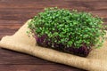 Microgreens of red cabbage grown in a container at home on a rag on a wooden table. The concept of proper vegan food. Royalty Free Stock Photo