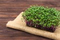 Microgreens of red cabbage grown in a container at home on a rag on a wooden table. The concept of proper vegan food. Royalty Free Stock Photo