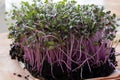 Red cabbage microgreens grown in soil Royalty Free Stock Photo