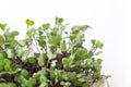 Red cabbage microgreens super food against a white background