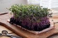 Red cabbage microgreens on a wooden table Royalty Free Stock Photo