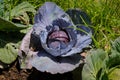 Red cabbage Plant Royalty Free Stock Photo