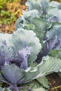 Red Cabbage Plants