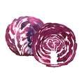 Red cabbage radicchio, red chicory, fresh salad leaves Ripe organic vegetable, vegetarian healthy food. Isolated object Royalty Free Stock Photo