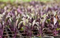 Red cabbage seedlings Royalty Free Stock Photo