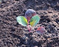 Red cabbage seedlings in dew drops Royalty Free Stock Photo