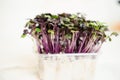 Red cabbage seedlings Royalty Free Stock Photo
