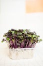 Red cabbage seedlings Royalty Free Stock Photo