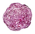 Red Cabbage on White Background Royalty Free Stock Photo