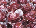 Red cabbages