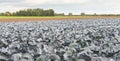 Red cabbages growing in the field Royalty Free Stock Photo