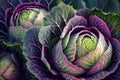 Red cabbages. Heads of cabbage growing in vegetable garden. Generative AI Royalty Free Stock Photo