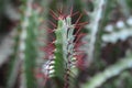 Red cactus Royalty Free Stock Photo