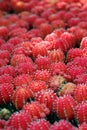 Red cactus Royalty Free Stock Photo