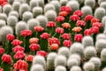 Red cactus Royalty Free Stock Photo