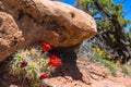 Red Cactus Blossom Canyonlands Utah