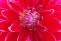 Red cactus Dahlia