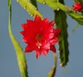 Red cactus flower Royalty Free Stock Photo