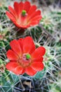 Red cactus flower Royalty Free Stock Photo