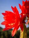 Blue sky and red cactus flower Royalty Free Stock Photo