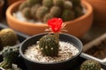 Red cactus flower in flowerpot Royalty Free Stock Photo