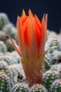 Red cactus flower macro Royalty Free Stock Photo