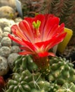 Red Cactus Flower - macro Royalty Free Stock Photo