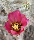 Red Cactus Flower