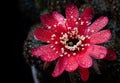 Red cactus flowers bloom with yellow stamens. And there is water droplets or drizzle sprinkled down. Cactus flower pollen spreads