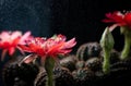 Red cactus flowers bloom with yellow stamens. And there is water droplets or drizzle sprinkled down. Cactus flower pollen spreads