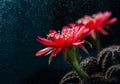 Red cactus flowers bloom with yellow stamens. And there is water droplets or drizzle sprinkled down. Cactus flower pollen spreads Royalty Free Stock Photo