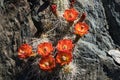 Bright red cactus flowers bloom on a rock in spring Royalty Free Stock Photo
