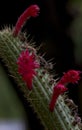 Red cactus flowers on spiky stem Royalty Free Stock Photo