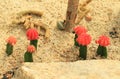 Red cactus plant