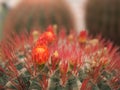 The red cactus tree flowers