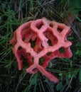 Red cage stinkhorn mushroom Royalty Free Stock Photo