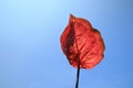 Red Caladium Bicolor Vent leaves isolated on blue sky Royalty Free Stock Photo