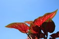 Red Caladium Bicolor Vent leaves isolated on blue sky