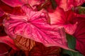 Red Caladium Leaf Close-up