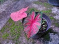 Red caladium plant & x28; Tanaman keladi merah& x29; Royalty Free Stock Photo