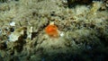 Red calcareous tubeworm or blood-red tubeworm (Protula intestinum) undersea, Aegean Sea