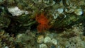 Red calcareous tubeworm or blood-red tubeworm (Protula intestinum) undersea, Aegean Sea