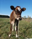 Red Calf Royalty Free Stock Photo