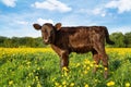 Red Calf in summer field Royalty Free Stock Photo